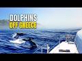 We Found Whales and Dolphins Sailing the Greek Coast!