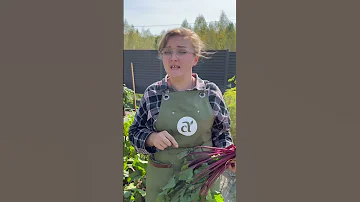 Не поливайте свеклу солью! #сад #дача #огород #семенаалтая