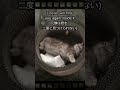 Strawberry Margarita 猫さりり【ELLEGARDEN】 #Shorts #猫 #細美武士 #新曲