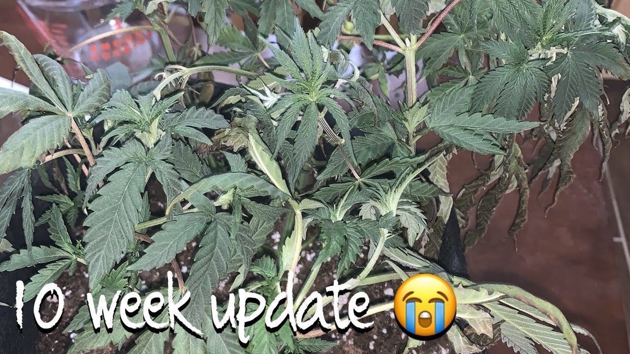 INDOOR WEED GROW 🍃growing cannabis at home YouTube