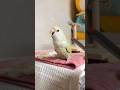The owner wanted to apply blush to the parrot's cheeks. #birds #parrot #parrots #pets #shorts