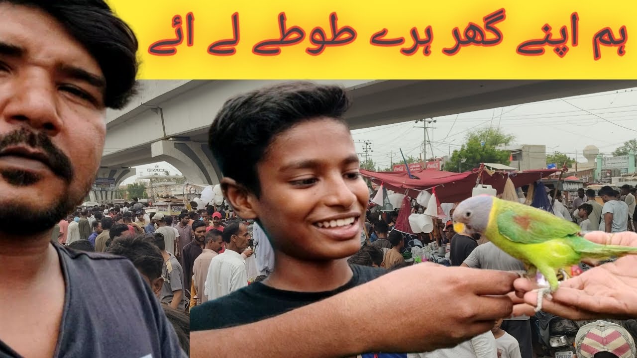 plum headed parrots laleeye😊| pet vlog | mitha vlogs wala