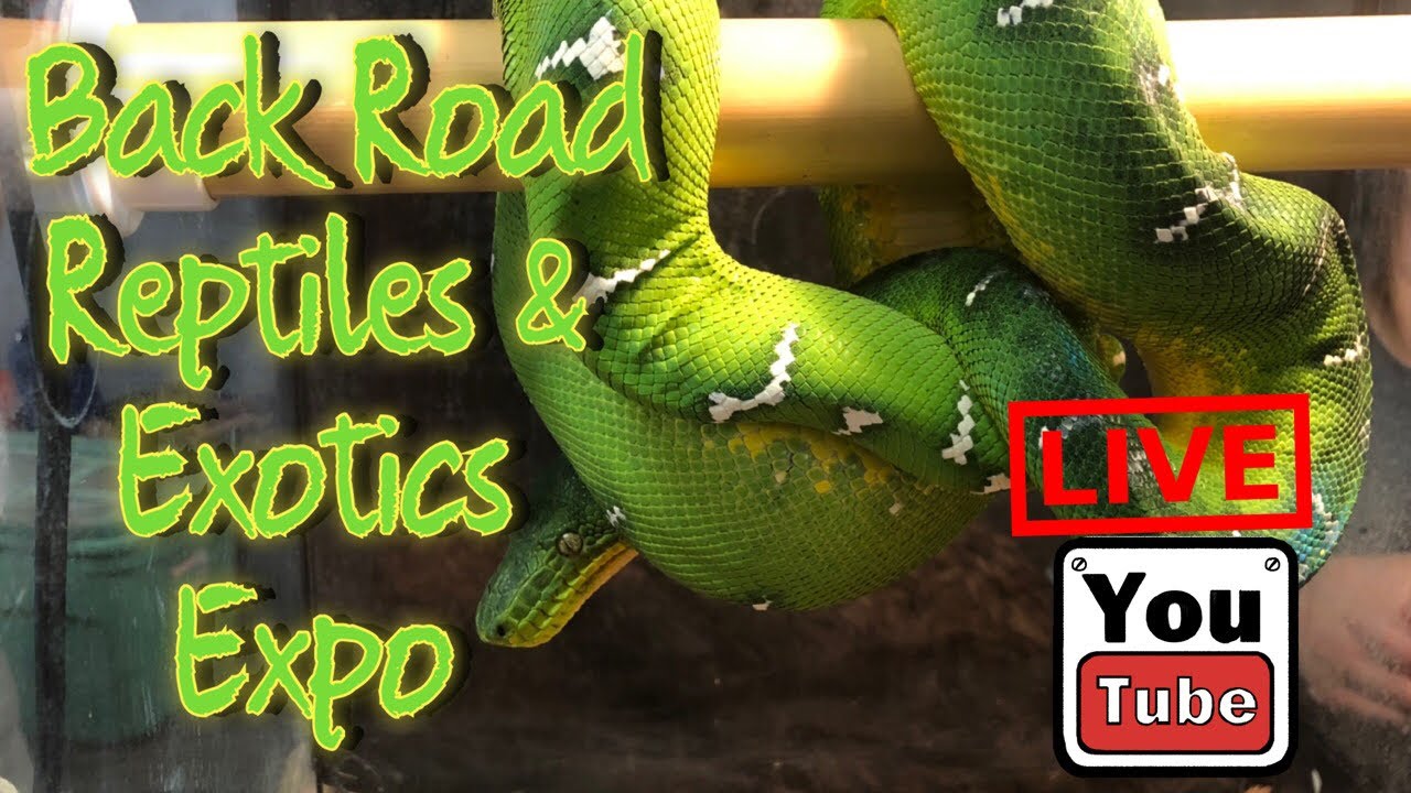 Findlay Reptile Expo LIVE YouTube