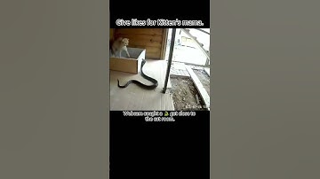 Mom cat defends herself from a cobra 🐍