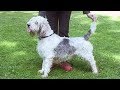 Dog Breed Video: Grand Basset Griffon Vendeen