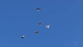 Полеты и разговоры о голубях 19 02 22г