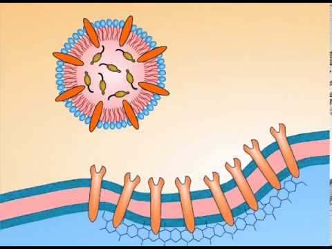 Videó: Az SR-B1 Lipoproteinreceptor Nélküli Embriók Transzkripciós Profilozása Egy Olyan Szabályozási áramkört Tár Fel, Amely Az Idegcső Bezárása Során A Neurodevelopmental Vagy Metabolik