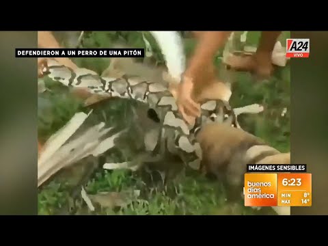 Insólito: así defendieron a un perro de una serpiente pitón I A24