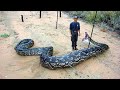 This is What the Most Dangerous Snake in the World Can Do