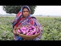 Farm Fresh Brinjal Recipe Village Style Yummy Brinjal with Katla Fish Cooking In My Village