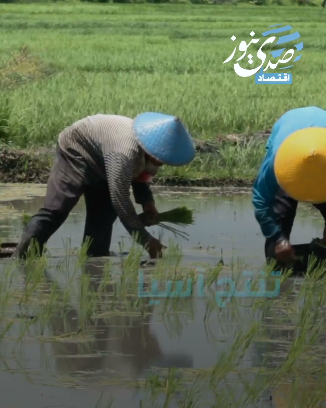 صدى نيوز | الأرز في خطر.. أزمة عالمية تلوح في الأفق