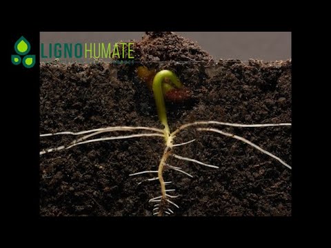 ბიოლოგიური მკვებავი -  ლიგნოჰუმატი