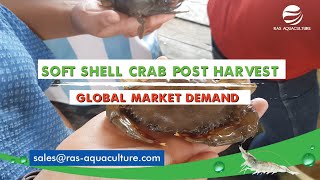 Potential of Soft Shell Crab: Post-Harvest Techniques, Commercial Opportunities, and Key Markets screenshot 5