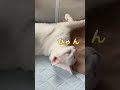 飼い主が名前を呼ぶと眠たくても絶対に返事をする弟猫
