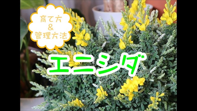 アレナリアホワイトサマー Youtube