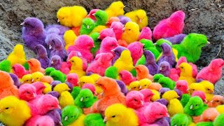 Catch Cute Chickens, Colorful Chickens, Rainbow Chicken, Rabbits, Cute Cats,Ducks,Animals Cute #077