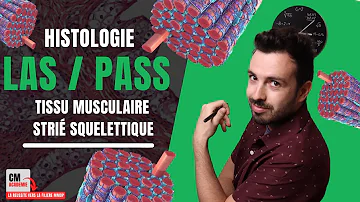 Quels sont les constituants élémentaires du tissu musculaire strié squelettique ?