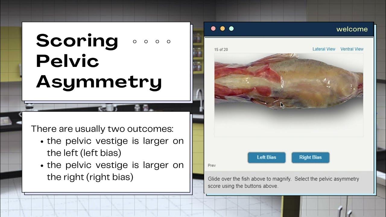 Virtual Stickleback Evolution Lab - Instructional Video - YouTube