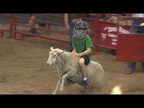 Mutton Busting | Iowa State Fair 2012