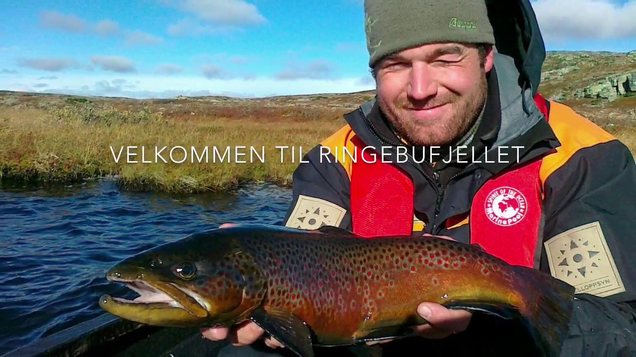 Rapport fra fjelloppsynet i Ringebu