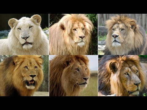 Video: Apa warna singa: warna dan penampilan, foto