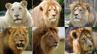 Jenis-Jenis Singa Terakhir yang ada di Dunia