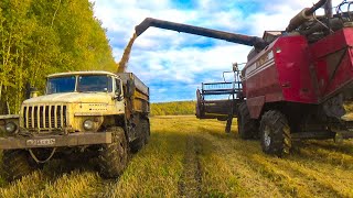 Уборочная 2022  Убираем ячмень второй день  Вожу зерно на Урале, дорога грязная.