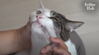When Your Dearest Cat Refuses To Drink Water (Part 1) | Kritter Klub