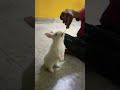 Rabbit 🐰#rabbit #rabbitlovers #rabbitshort #rabbits #rabbiteating #ayan #rabbitfeeding #dhurandhar
