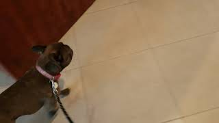 Dog Training in Broward by Smart Start Puppies by Smart Start Puppies - Dog Training 36 views 4 years ago 1 minute, 5 seconds