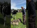 Shorts  portrait de la ferme  famille magnin  en direct de la ferme  swissmilk 2022