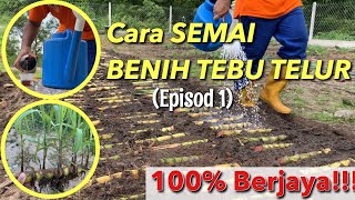 Cara Semai Benih TEBU TELUR Sehingga Berjaya (TANAMAN TEBU Episod 1)