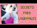 “SIN Polvos magicos” Adios MANCHAS en LAGRIMALES del Perro, Coton de Tulear I Lorentix