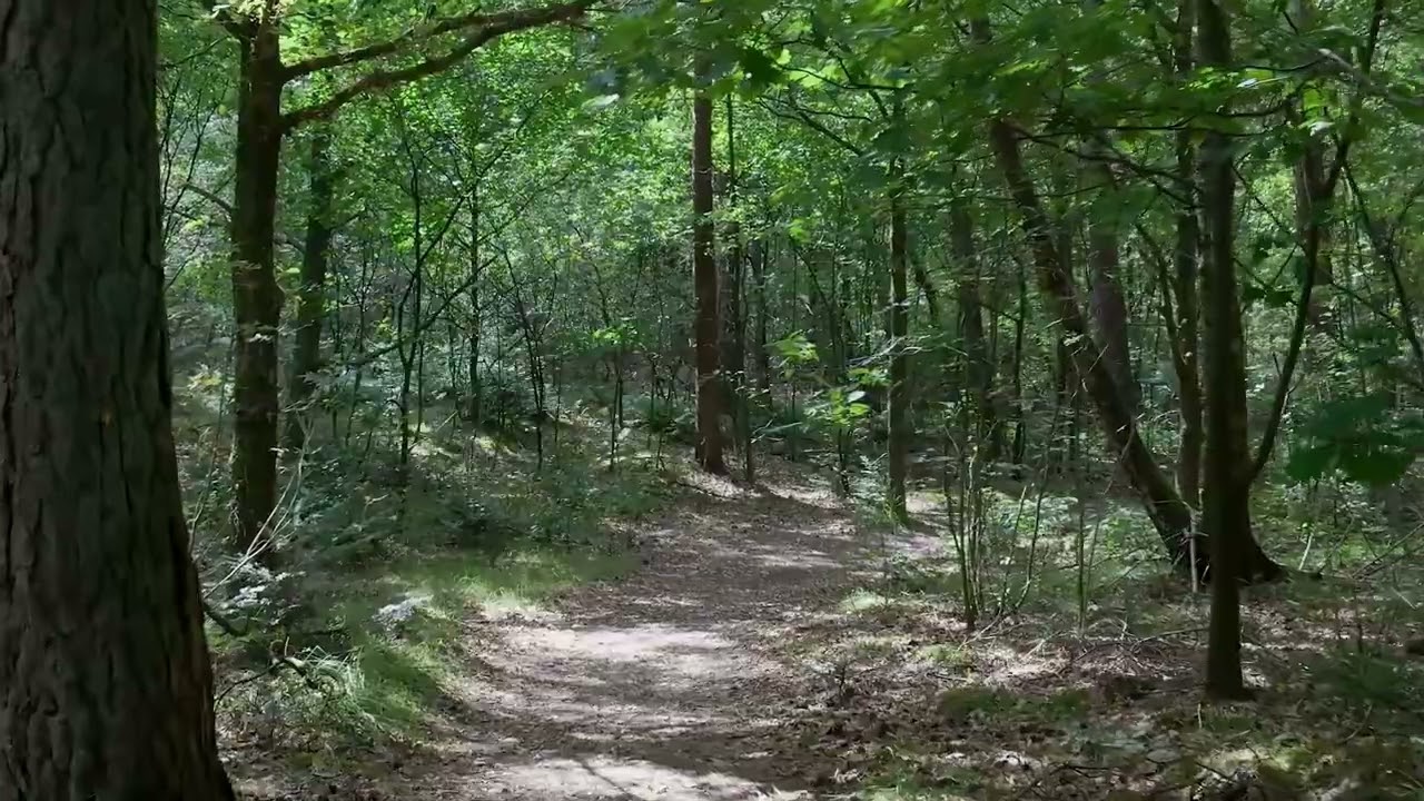 I-auzi, mândro, pițigoiul!  / Traditional Romanian Ballad