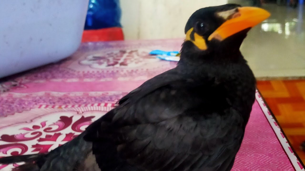 tập chim nhồng nói mẹ ơi có khách