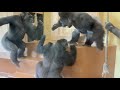 Wife gorilla explodes in anger at husband gorilla's prank💢 Shabani Group