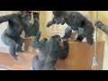 Wife gorilla explodes in anger at husband gorillas prank shabani group