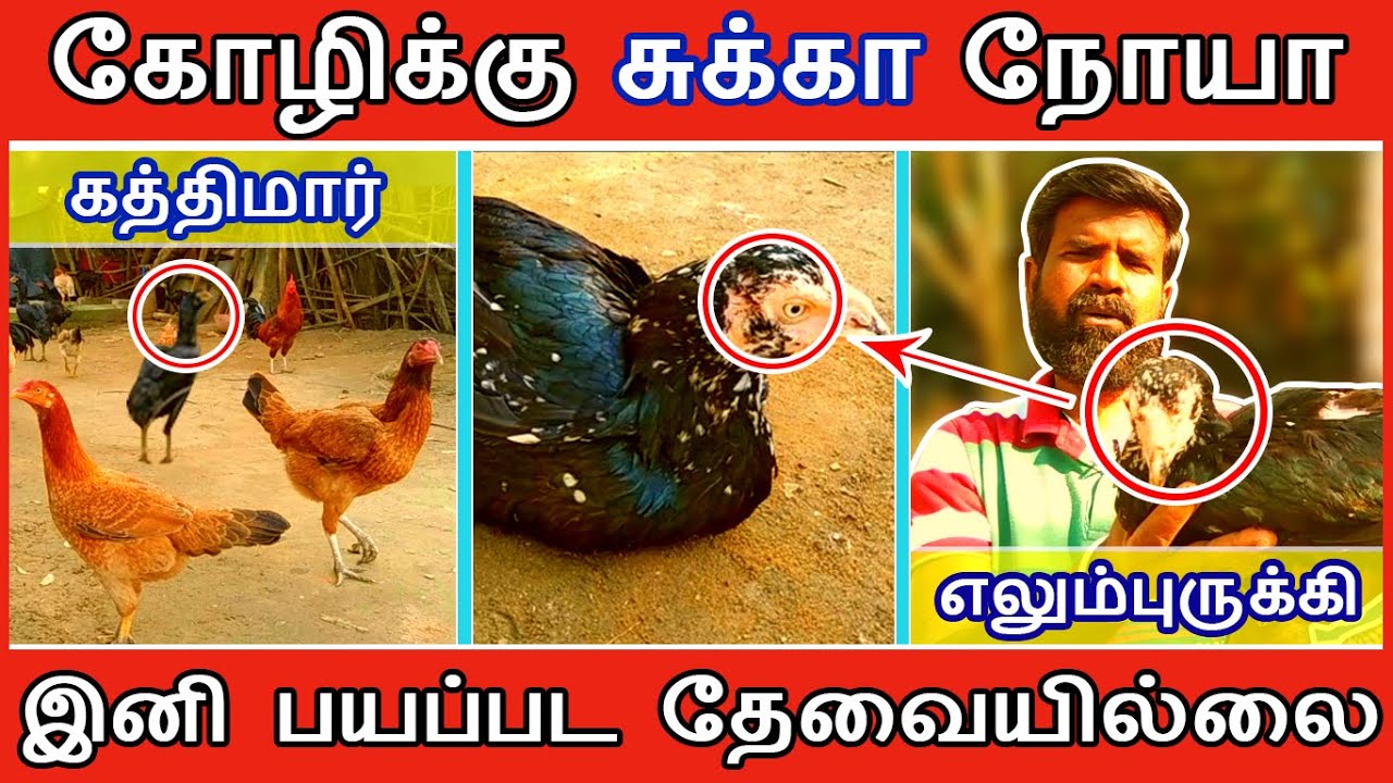 கோழிக்கு சுக்கா நோயா இனி பயப்பட தேவையில்லை | கத்திமார், எலும்புருக்கி |TAMIL| GUNA NATTUKOZHI PANNAI