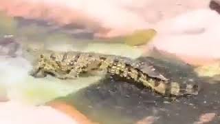 Viral video of crocodile going down a slide