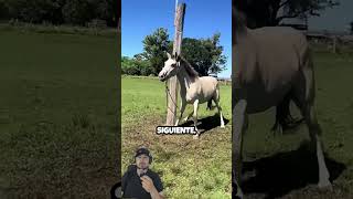 técnica polémica para amansar caballos #caballos #horse #caballo