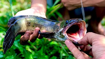 Hành trình câu cá dạo tập 1|Phát hiện cái ao bỏ hoang quá nhiều cá lóc to