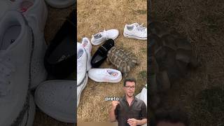 Por Que Odeia Cores Escuras?