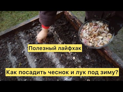 Как посадить чеснок и лук под зиму? Полезный лайфхак.