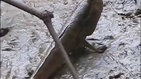 Cận cảnh loài cá... “leo cây”