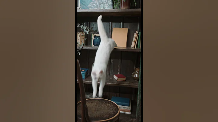 #cutecat #shortvideo #trending #trendingshorts #viral #viralshorts #shorts #cuteanimalstiktok #catlo