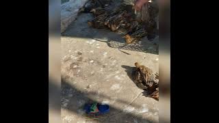 tiếng cúm núm gà đồng đánh lưới đêm kính tế