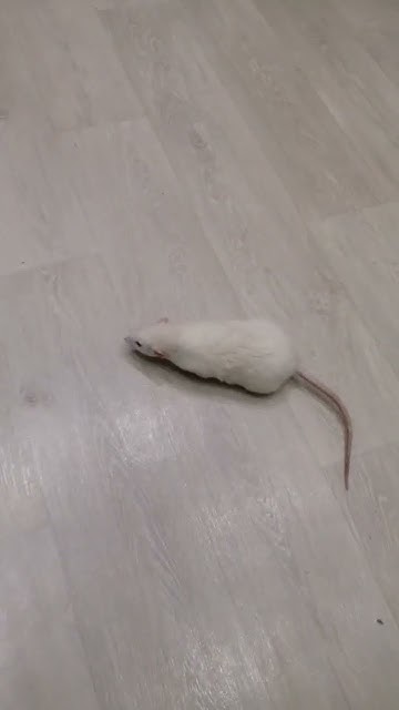 Крыса дома 😱 - YouTube