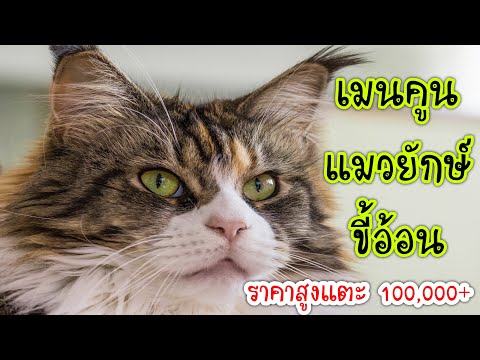 เมนคูน แมวยักษ์ขี้อ้อน ราคาสูงแตะ 100,000+ แสน!!