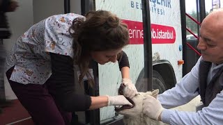 Istanbul vets make city's stray animals feel at home