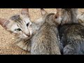 Mother cat and kittens  mom cat feeding kittens